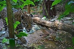 Blue Hole Excursions From Ambergris Caye