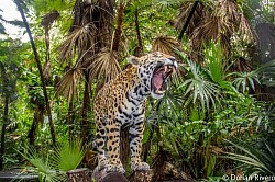 San Pedro Belize Hotels on The Beach