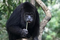San Pedro Belize Hotels on The Beach